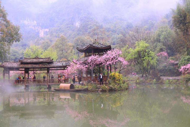 昭平县走马镇西坪村:建好基地种好茶 党建引领乡村兴